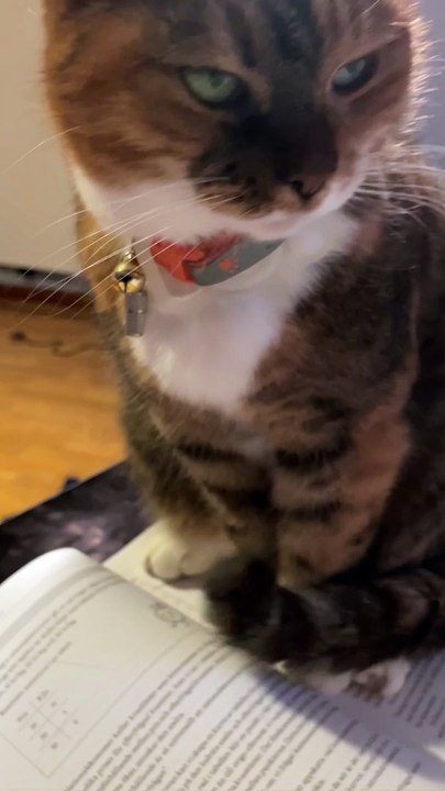 Studying Is Not Allowed