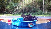 Bear Plays In The Pool