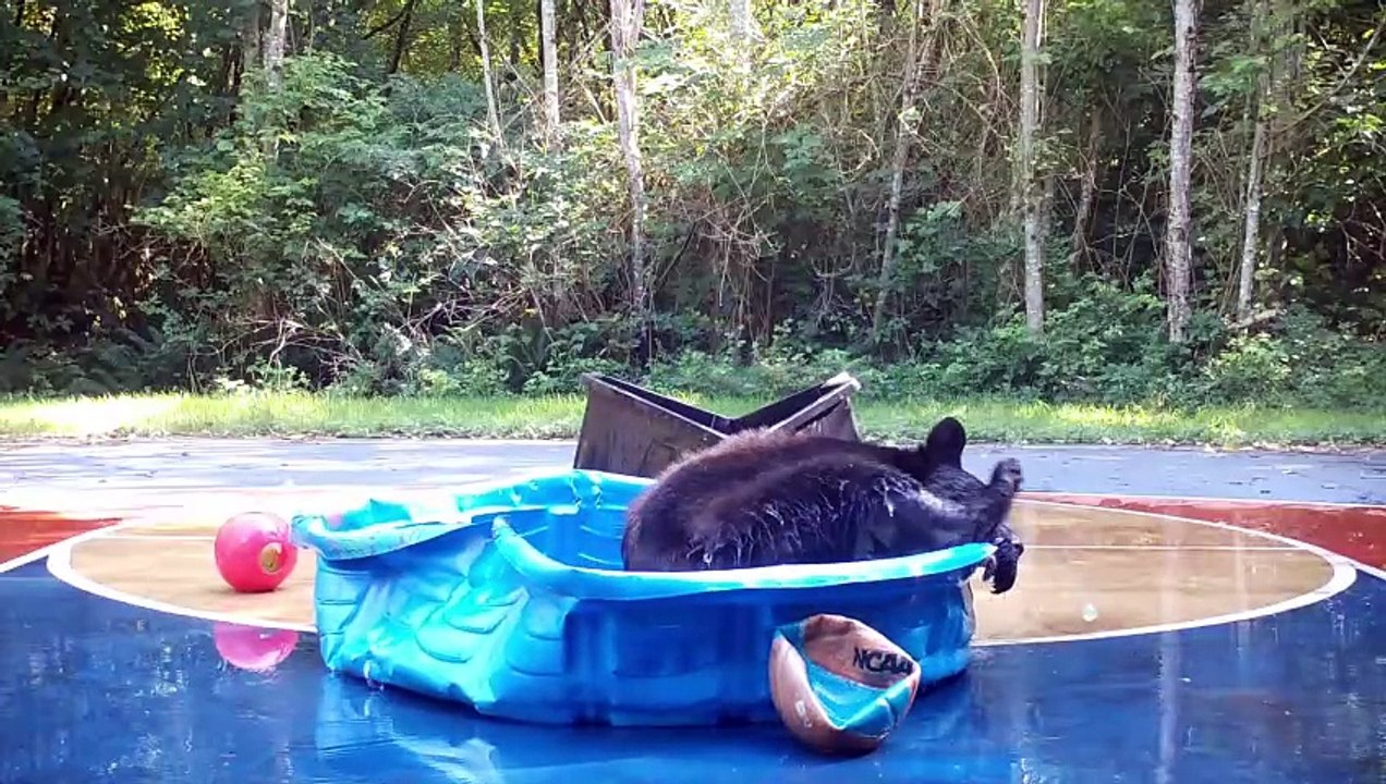 Bear Plays In The Pool