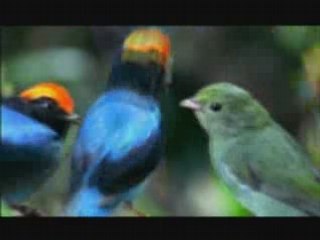 NATURE | What Females Want and Males Will Do Part One | PBS