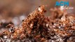 Fire ant infestations found in Qld, NSW