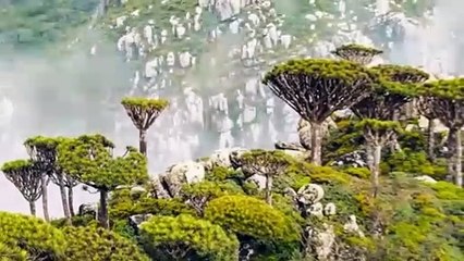 Đảo Socotra độc lạ nhất ở Ấn Độ Dương, được ví như công viên kỷ Jura viễn tưởng