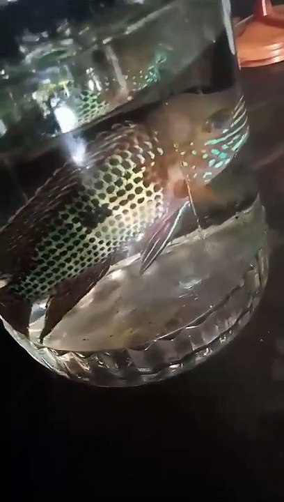 VID-20231024-WA0000