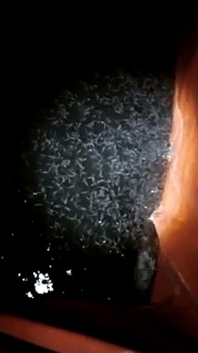 Larva lele lepas casut lagi belajar makan PASTA