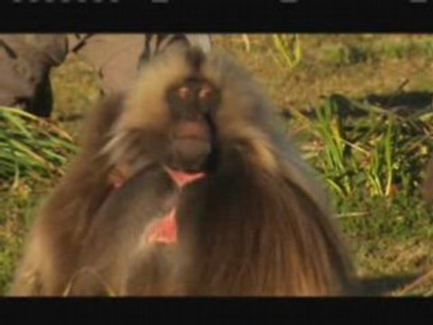 NATURE | What Females Want and Males Will Do | Chewbacca