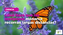 ¿Qué hace que las mariposas monarca recorran largas distancias?