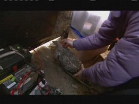 NATURE | What Females Want and Males Will Do | Fembot | PBS