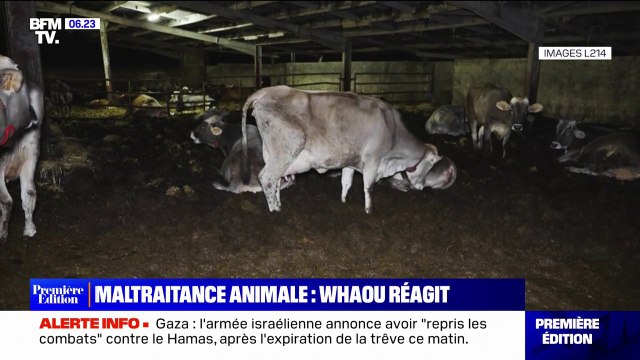Un élevage laitier épinglé par l'association de défense des animaux L214 perd son contrat avec les crêpes Whaou!