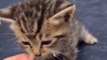 Funny cat dog animals compilation 1 animal videos on Instagram Tiktok