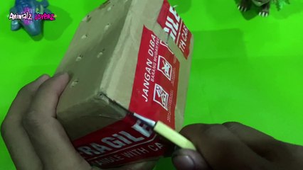 Unboxing Leopard Gecko