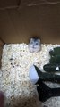 Little Mouse In Angry Mood | Animals Funny Reactions | Animals Funny Moments | Cute Pets #animals #pets #fun #love #cute #beautiful #satisfyingvideos #mouse