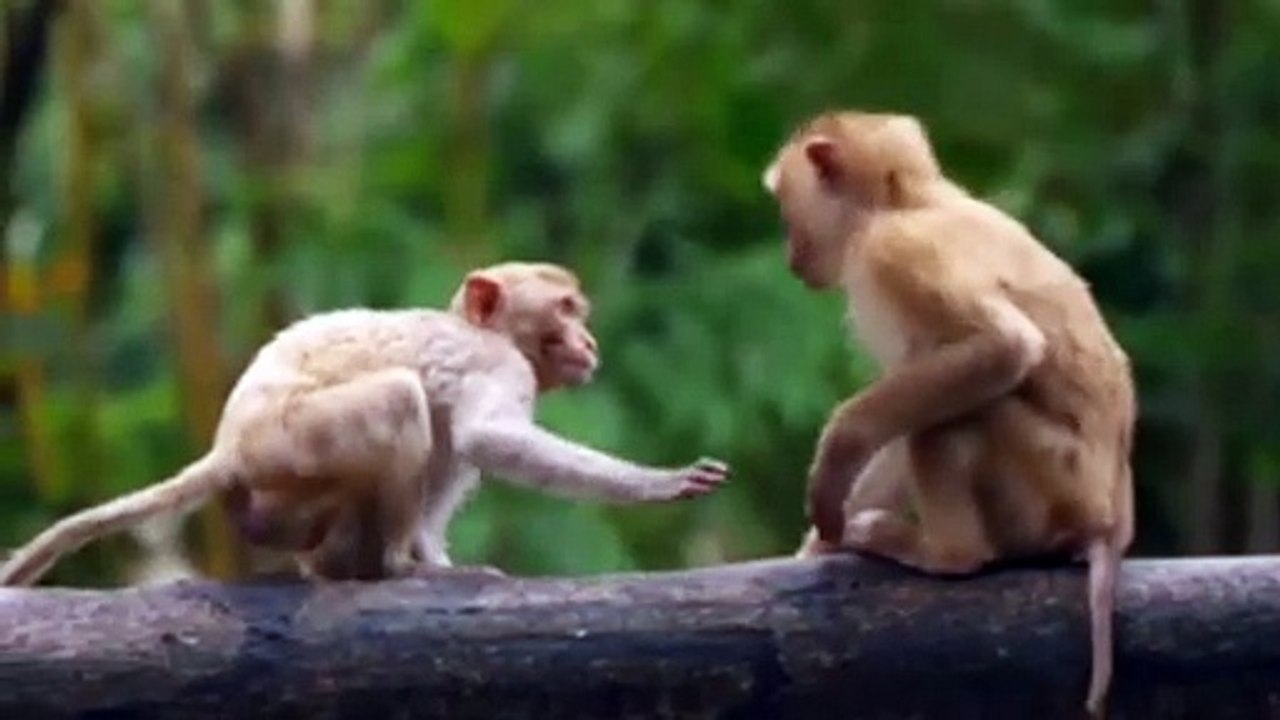 Animal Ki Funy Video جانوروں کی فنی ویڈیوز video Dailymotion