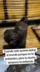 Perrito 'emo' conquista las redes sociales con su peculiar look