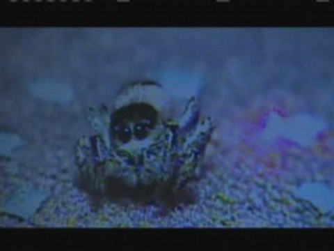 NATURE | What Females Want and Males Will Do | Spider | PBS