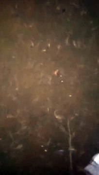 Pendederan ikan lele tebar ukuran 2-3cm estimasi panen 5-7cm up