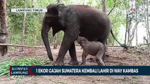 1 Ekor Gajah Sumatera Kembali Lahir di Way Kambas
