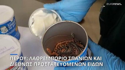 Περού: Ταξίδευε με δεκάδες βατράχια, φίδια, χελώνες και χαμαιλέοντες