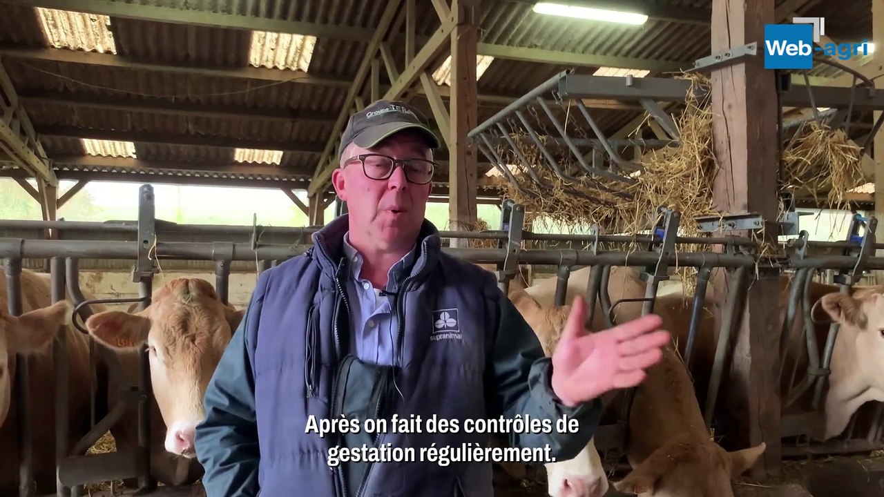 Des Blondes d'Aquitaine 100 % à l'IA