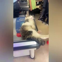 Kasada uyuyan kedi müşterileri güldürdü!