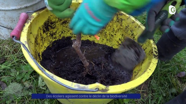 Reportage - Des écoliers agissent contre le déclin de la biodiversité