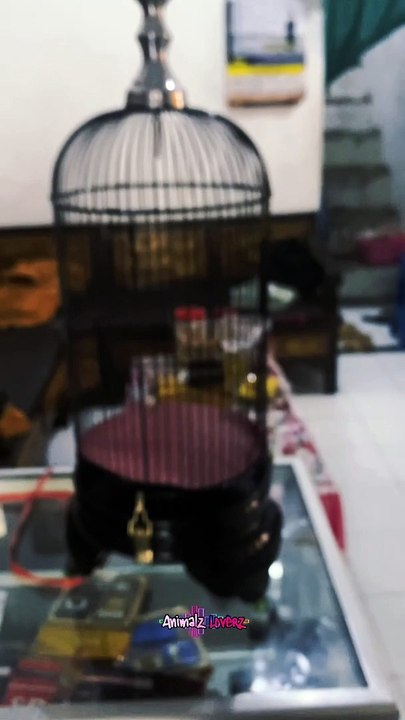 Sangkar pleci