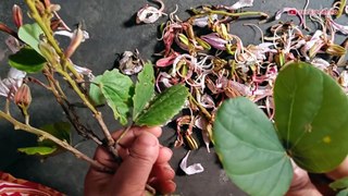 Flower pakoda recipe / Konar phool ka pakora