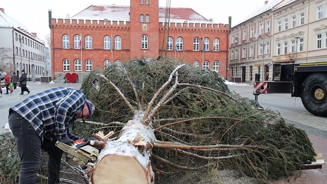 Piękna choinka już przed szczecineckim ratuszem. Ponownie prosto z lasu
