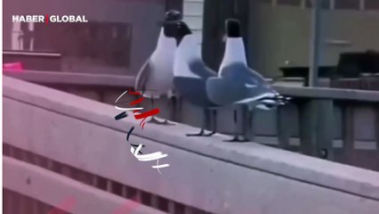 Arkadaşlarını aşağı atıp ardından gülen kuşlar izlenme rekoru kırdı