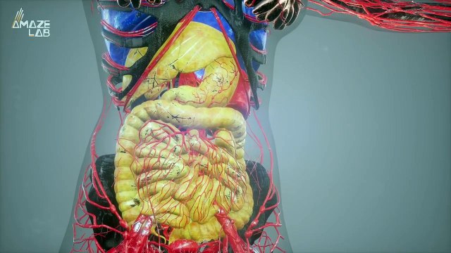 Scientists Develop Biological Robot Made Entirely from Human Cells
