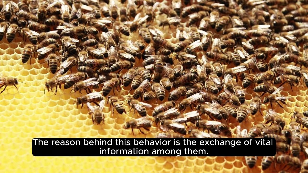 Did You Know | Honeybees Can Communicate | Dailymotion | Facts