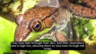 Did You Know | Frogs can freeze | Dailymotion | Facts