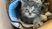 Trova un gattino tra le foglie morte: lotta contro il tempo per salvargli la vita