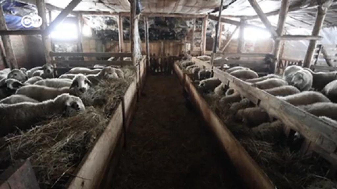 Zu spät und zu wenig: Große Probleme bei Subventionen für serbische Landwirte