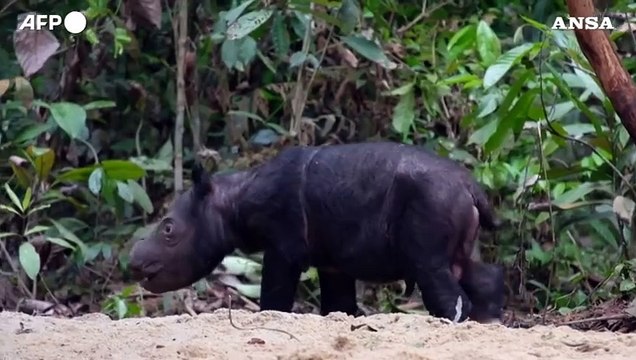 Nato in Indonesia un raro esemplare di rinoceronte di Sumatra