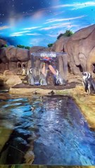 Penguins Fascinated By Spinning Toy