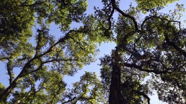 Joan Baez I Am A Noise Bande-annonce VO