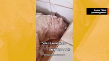 Söpö video: koira rentoutuu kylvyssä niin paljon, että nukahtaa kuorsaten