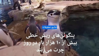 پنگوئن‌‌های ریش خطی بیش از ۱۰ هزار بار در روز چرت می‌زنند