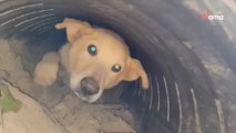 Ritrovano il loro cane più di un anno dopo averlo perso e scoprono il suo prezioso segreto (Video)