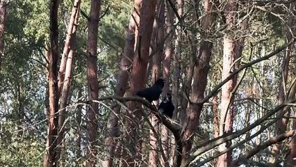 Wölfe in Deutschland: Problemtiere oder schutzbedürftige Räuber?