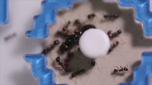 Synchronistic Activity Is Another Superpower Possessed by Ants, Biologists Say