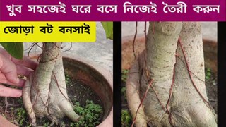 দ্রুত জোড়া বট বনসাই তৈরীর পদ্ধতি ।। How to make Banyan tree Bonsai