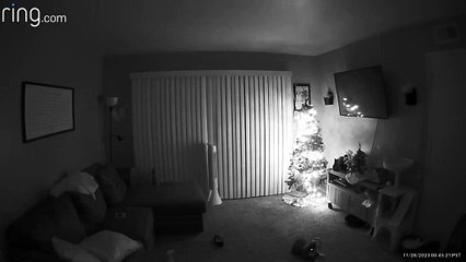 Christmas Tree Falls Victim to Playful Cats