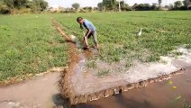 Rabi crop started flourishing due to irrigation
