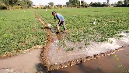 Download Video: Rabi crop started flourishing due to irrigation