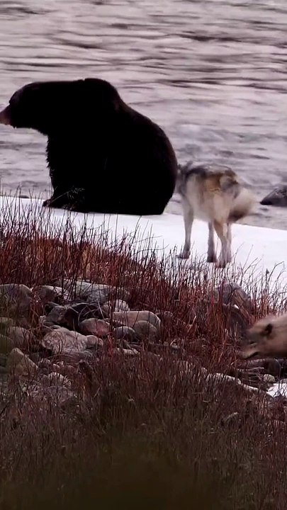 Wolves Surround Grizzly Bear in Yellowstone