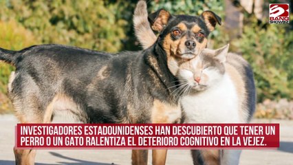 Los perros y los gatos agudizan la mente y evitan que el cerebro envejezca