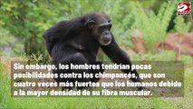 Uno de cada cinco hombres es capaz de vencer a un chimpancé en una pelea