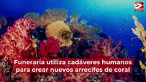 Funeraria utiliza cadáveres humanos para crear nuevos arrecifes de coral
