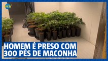 Homem é preso por cultivar 300 pés de maconha em casa na região Centro-Sul de BH